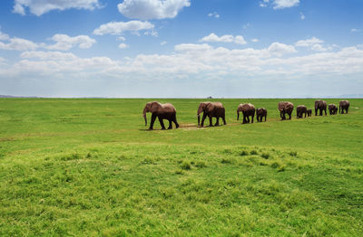 Horses grazing in field