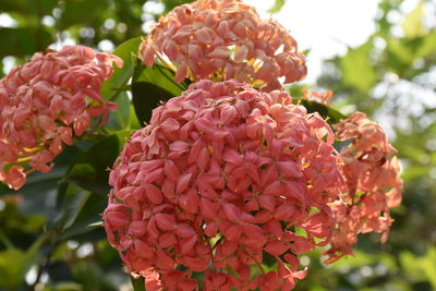 Close-up of pink rose flowers