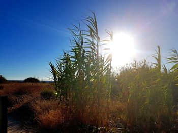 Plants growing on field against sky on sunny day