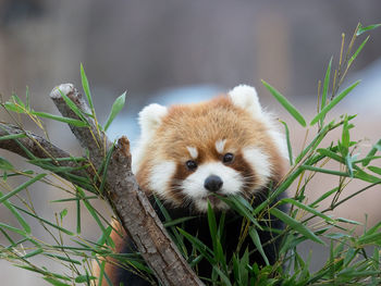 Red panda behind plants