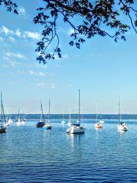 Sailboats in sea