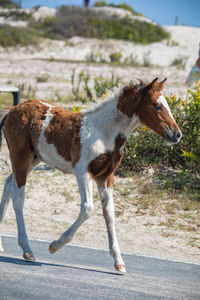 Full length of a horse