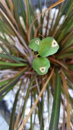 Close-up of fresh green plant