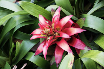 Close-up of pink flowering plant leaves