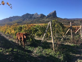 Horse on field against mountain range