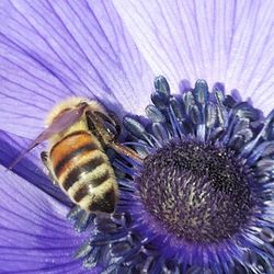 Close-up of purple flowers