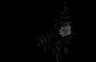 Close-up of flowers against black background