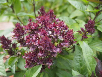 Close-up of pink flowering plant