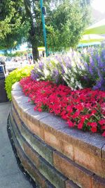 Potted plants on footpath at park