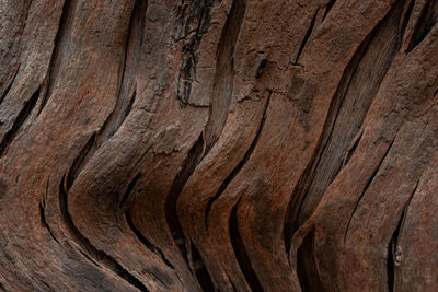 Full frame shot of tree trunk