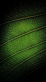 Full frame shot of fern leaves