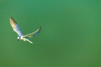 Bird flying