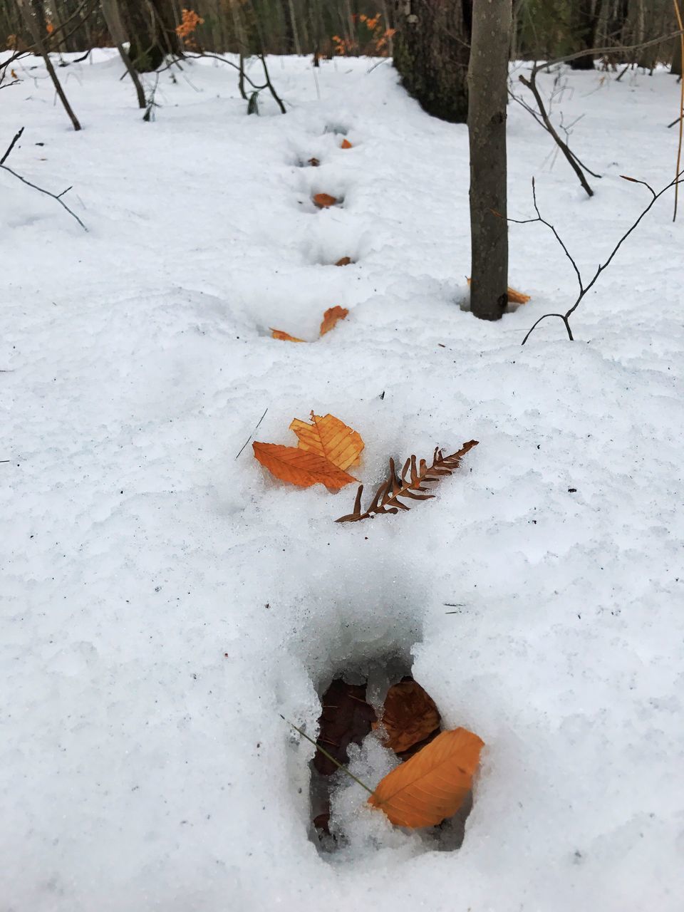 winter, cold temperature, snow, weather, nature, outdoors, no people, day, animal themes, beauty in nature, mammal, paw print