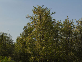 Low angle view of trees in forest against clear sky