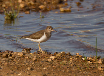 Close-up of bird perching on lake