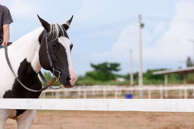 View of a horse against the sky