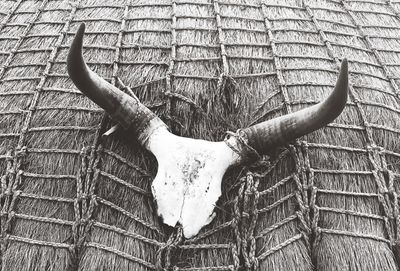 Close-up of animal skull