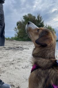 Close-up of a dog looking away