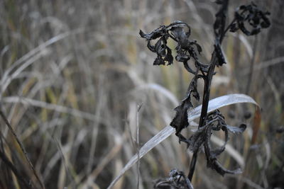 Close-up of bicycle on plant