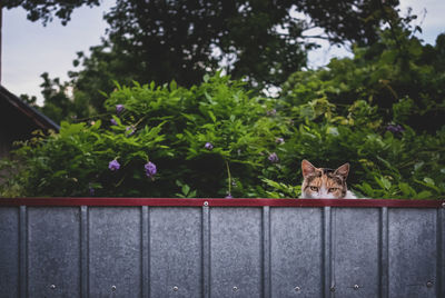 View of a cat against plants