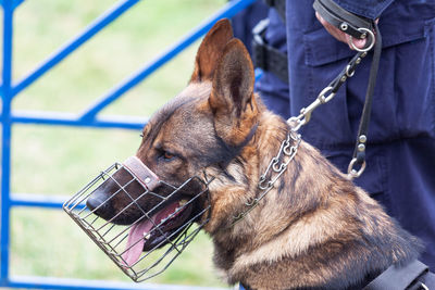 Policeman holding german shepherd police dog on the leash