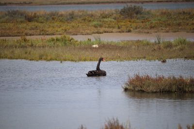 View of a black swan swimming in lake