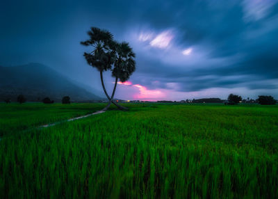 Scenic view of agricultural field against sky