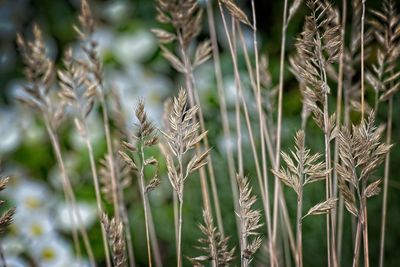 Close-up of stalks in field