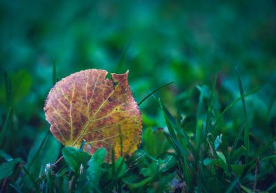 Close-up of dry maple leaf on grass