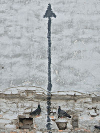 High angle view of pigeons perching on wall with arrow sign