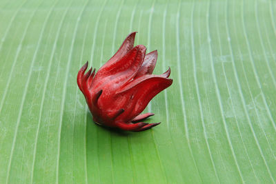 High angle view of red leaves on plant