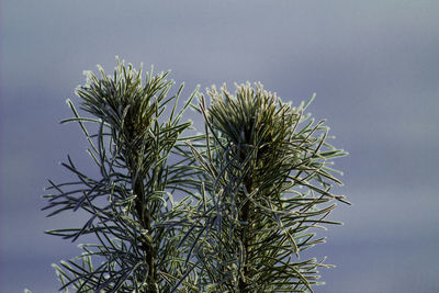 Low angle view of pine tree against sky