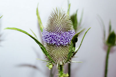 Close-up of thistle flower