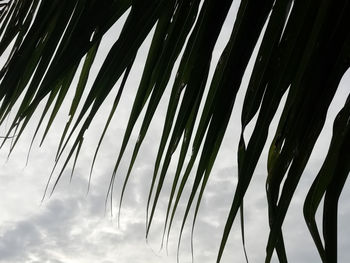 Low angle view of palm trees against sky