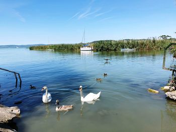 View of swans floating on lake