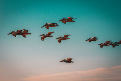 Pelican, pelicans, bird. wildlife, wild animal.