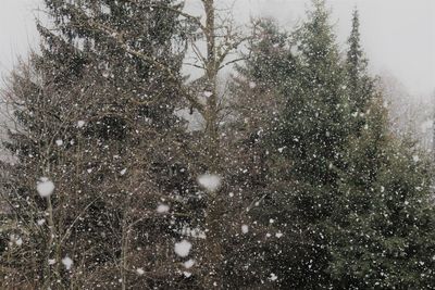 View of trees on snow covered landscape