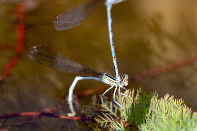 Close-up of dragonfly