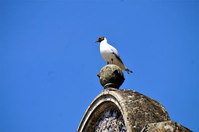 Low angle view of seagull perching against clear blue sky