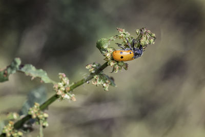 Close-up of insect on flower