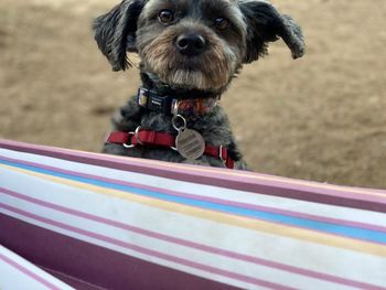 Close-up portrait of dog