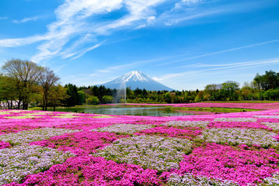 Pink flowering plants on field against sky