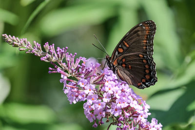 Red-spotted purple butterfly