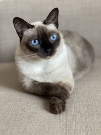 Portrait of cat relaxing on floor