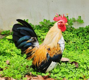 Close-up of rooster on grass