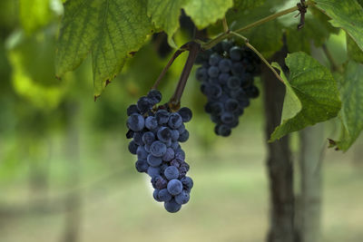 Close-up of grapes growing in vineyard