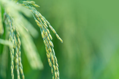 Close-up of wheat growing on farm