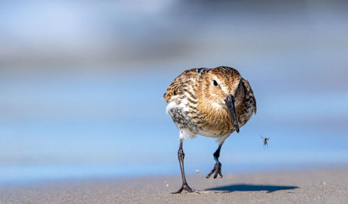 Close-up of bird perching on a land