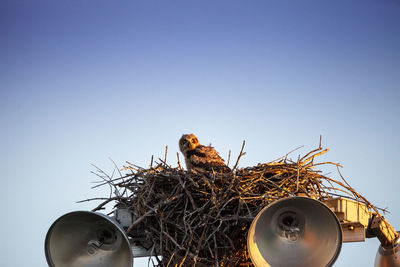 Great horned owlet bubo virginianus perches in its nest on top of a light post in everglades city