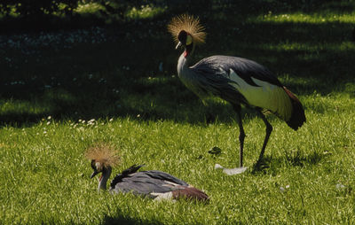 Crowned crane with hen